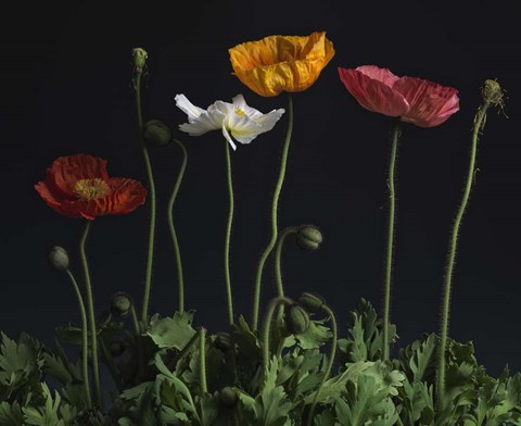 Framed Beddy-bye Print