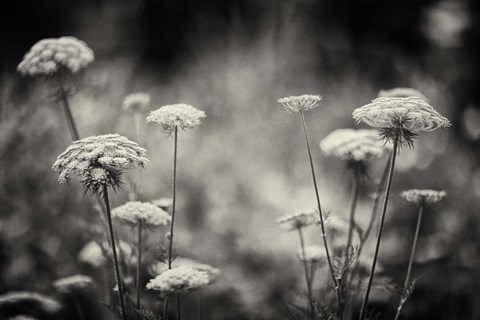 Framed Coup d&#39;etat Print