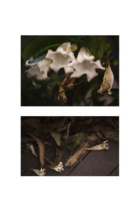 Framed Gravity - Only a Theory Print