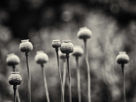 Framed Little Nemo in Slumberland Print