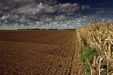 Framed Heliotropes Print