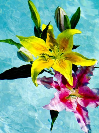 Framed Floating Lilies 2 Print