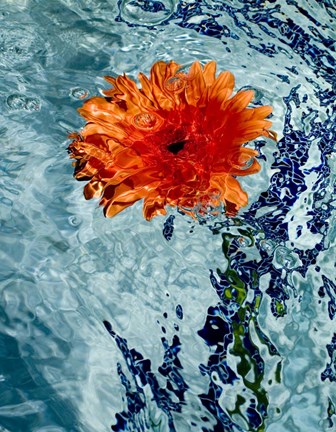 Framed Floating Orange Mum 2 Print