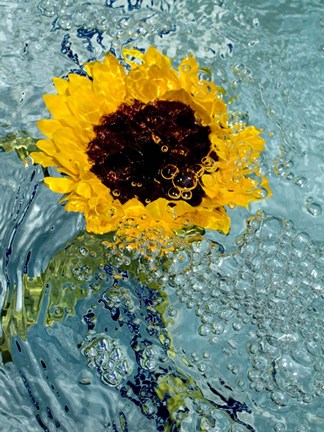 Framed Submerged Sunflower 2 Print