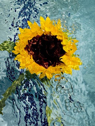 Framed Submerged Sunflower 3 Print