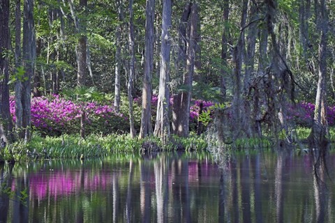Framed Middleton Place 9, SC Print