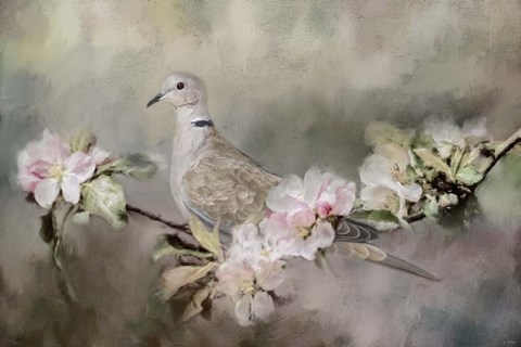 Framed Eurasian Dove In The Garden Print