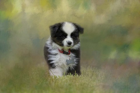 Framed Puppyhood 1 Print