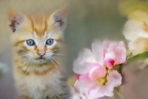 Framed Sweetness In A Small Package Print