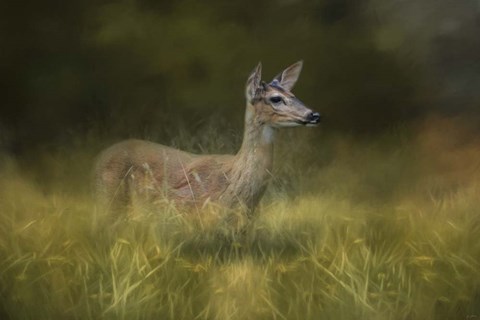 Framed Young Buck In The Meadow Print
