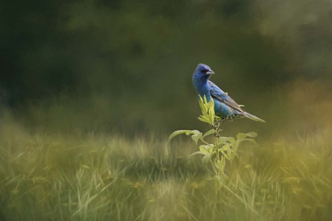 Framed Blue Gem In The Meadow Print