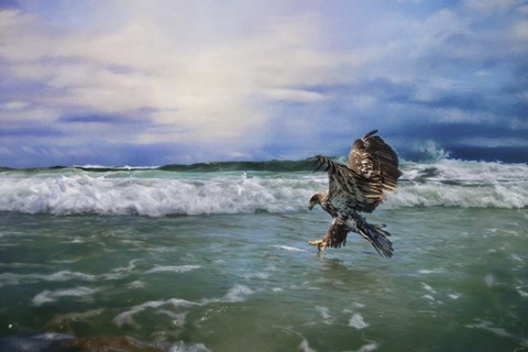 Framed Juvenile Eagle At Sea Print