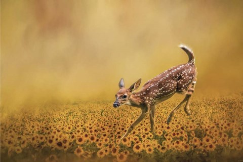 Framed Romping In The Sunflower Field Print