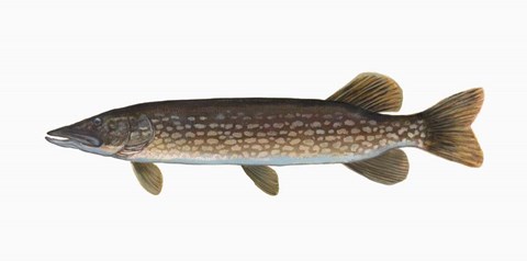 Framed Fish Northern Pike Print