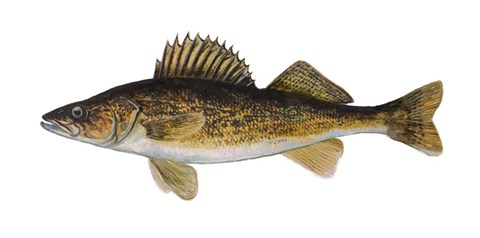 Framed Fish Walleye Print