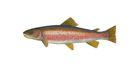Framed Rainbow Trout Print