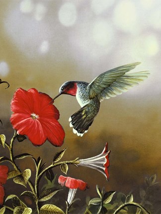 Framed Ruby Throated Hummingbird Print