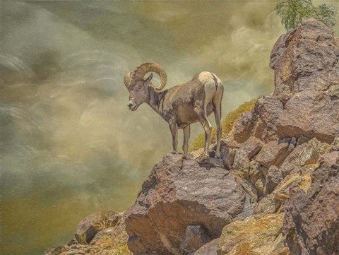 Framed Browns Bighorn Print