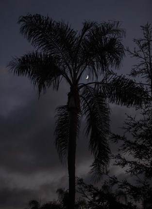 Framed Evening in Balboa Print
