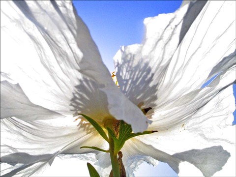 Framed White Poppy In The Sun Print