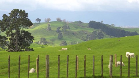 Framed New Zealand 7 Print