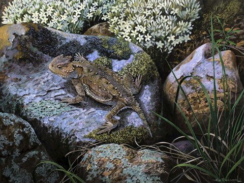 Framed On the Rocks, Great Horned Lizard Print