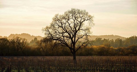Framed Wine Country Winter Print