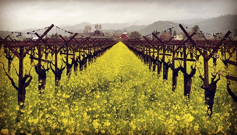 Framed Frog&#39;s Leap Print