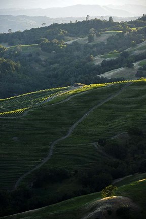 Framed In the Spotlight Print