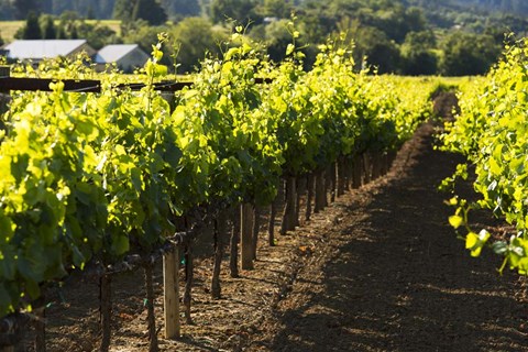 Framed Let&#39;s Go Make Merlot Print