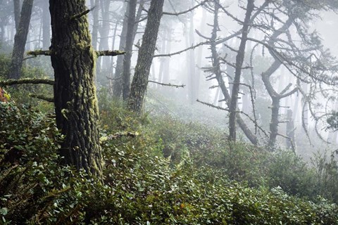 Framed Primeval Woods Print