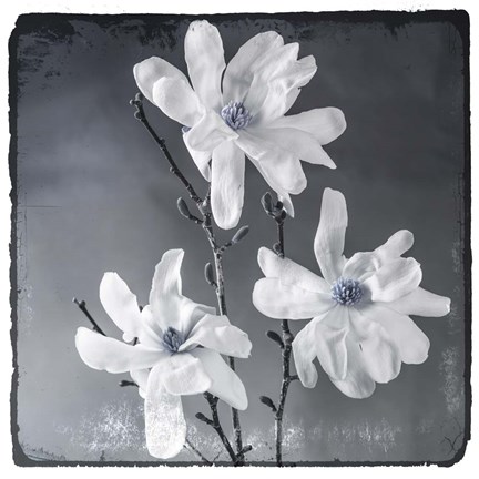 Framed Blue Magnolia 2 Print