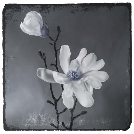 Framed Blue Magnolia Print