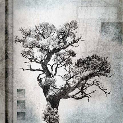 Framed August Tree 4 Print