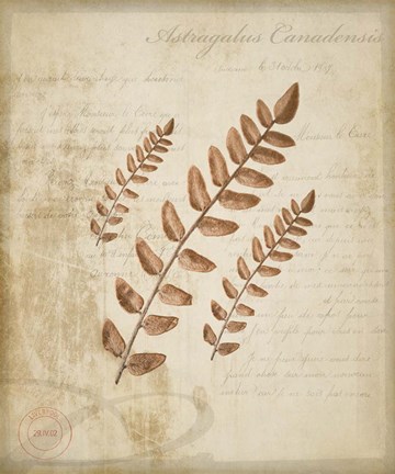 Framed Scientific Plant 2 Print