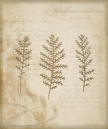 Framed Scientific Plant 3 Print