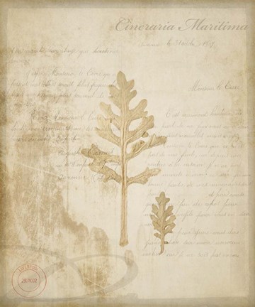 Framed Scientific Plant 4 Print