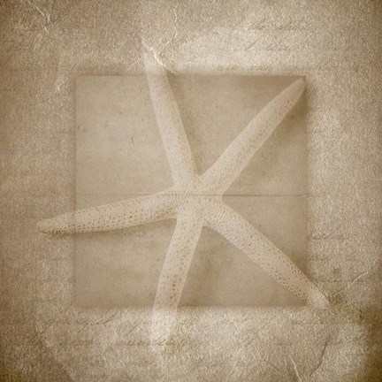 Framed Sea Life 1 Print