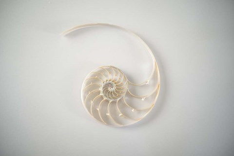 Framed Sea Star 2 Print