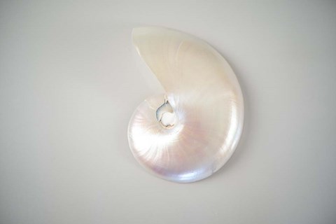 Framed Sea Star 3 Print