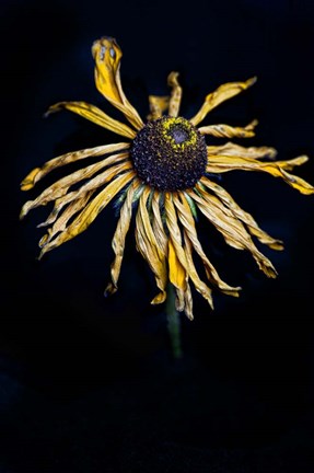 Framed Dried Sunflower Print