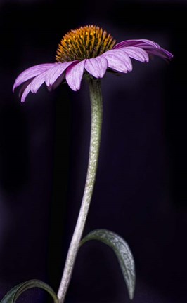 Framed Echnachia Print