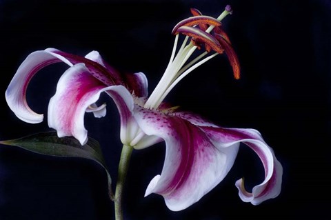 Framed Fancy Pink Lily Print