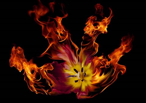 Framed Flaming Tulip Print