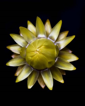 Framed Yellow Straw Flower Print