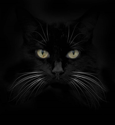 Framed Black Cat Print