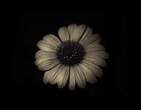 Framed Echinacea Closeup Print