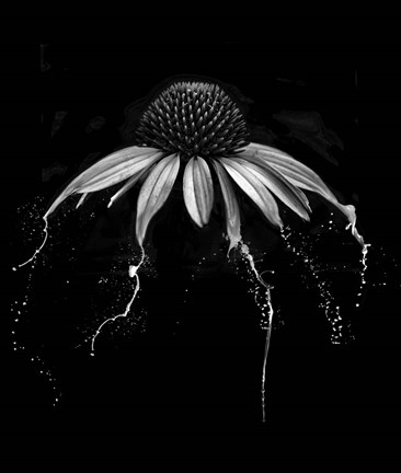 Framed Echinacea Print