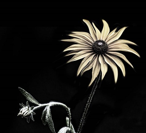 Framed Sunflower Copy Print