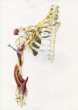 Framed Brachial Plexus Print